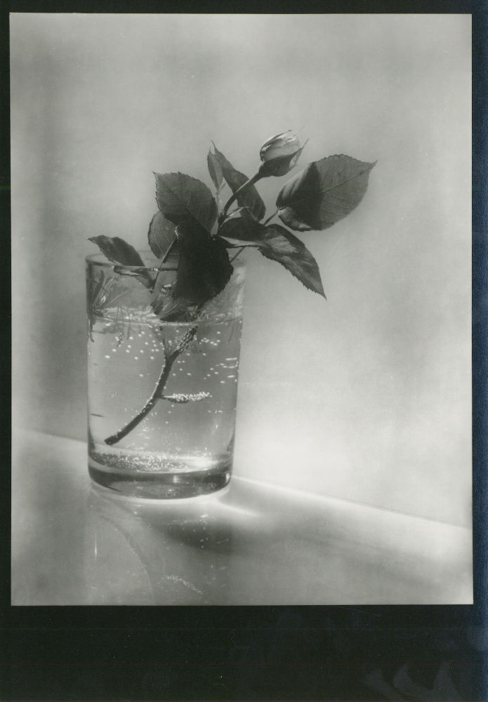 S-0058, Josef Sudek, "7. Poupe bílé ruze", 1954
