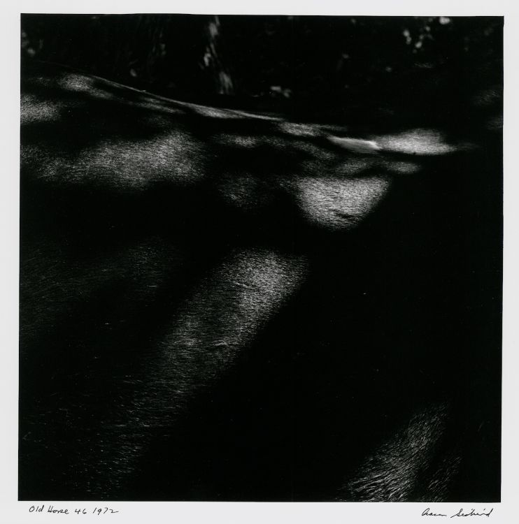 S-0385, "Old Horse, Chilmark 46"