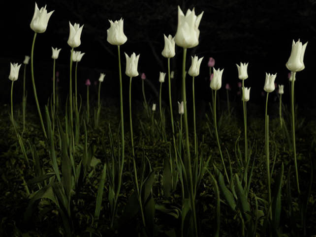 S-0417, Giovanni Castell, "Weiße Tulpen", 2006