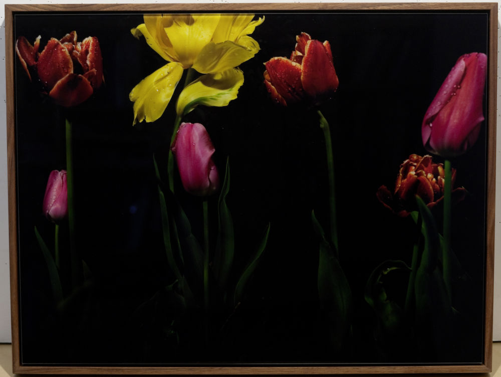 S-0696, Giovanni Castell, "Tulpomania 4", 2010