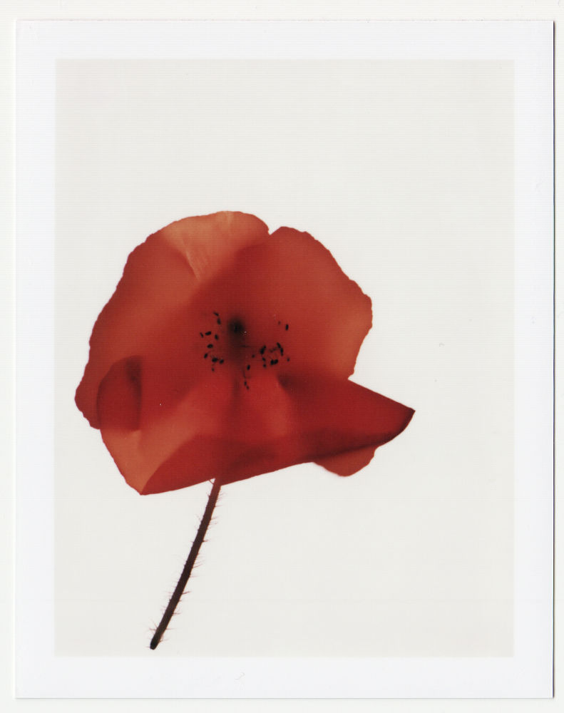S-1390, Robert Zahornicky, "Papaver bracteatum – Poppy, Turkey", 2008