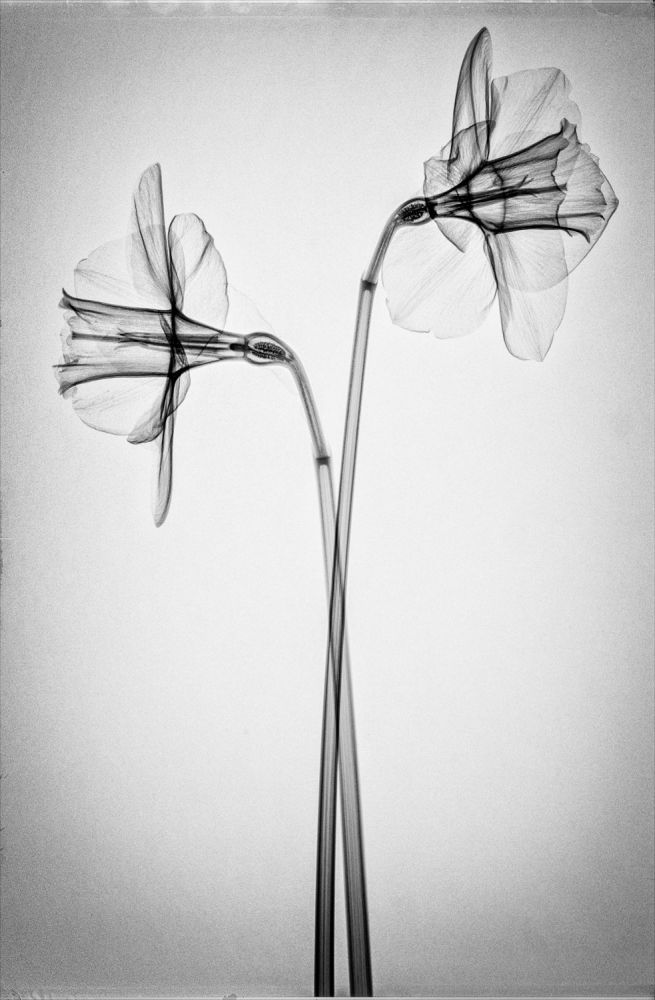 S-2534, Muhanad Baas, "Botanix V"