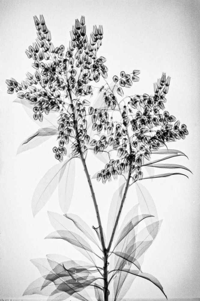 S-2535, Muhanad Baas, "Botanix X"