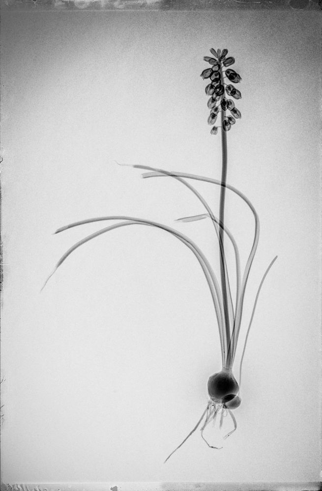 S-2536, Muhanad Baas, "Botanix XI"