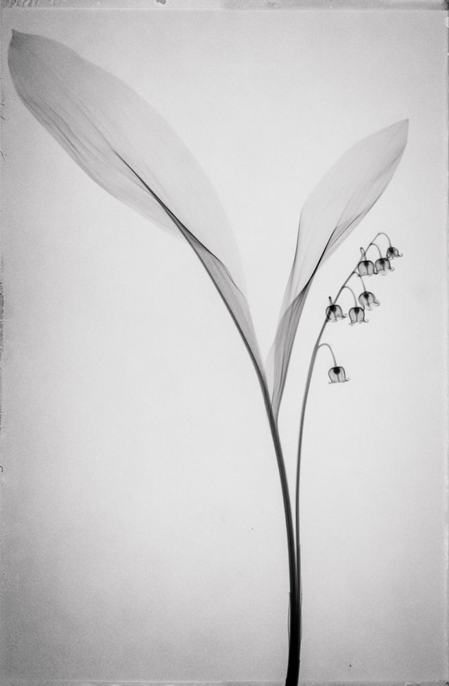 S-2537, Muhanad Baas, "Botanix XV"