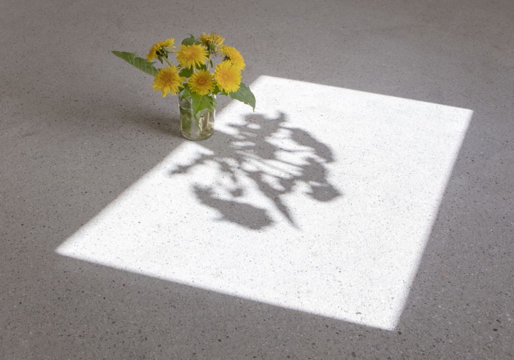 S-2583, "Taraxacum sect. Ruderalia #1"