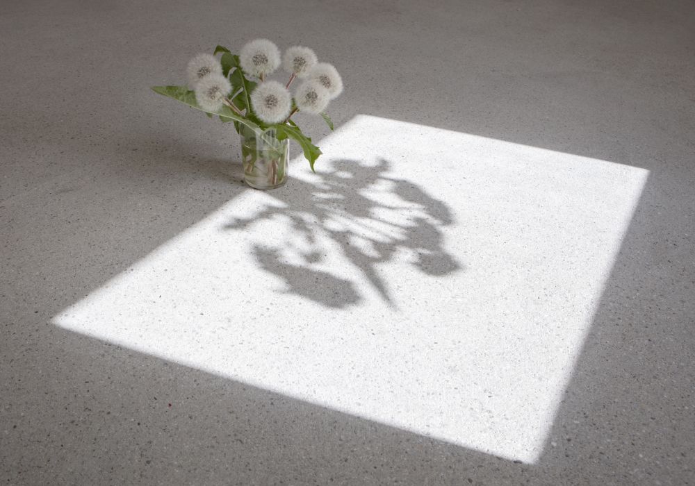 S-2584, "Taraxacum sect. Ruderalia #2"