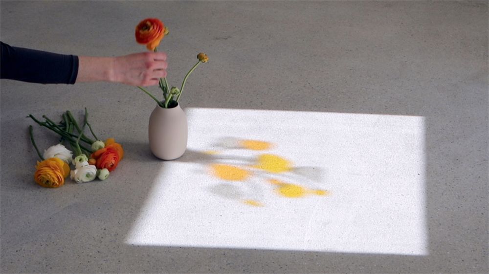 S-2585, "Ranunculus asiaticu"