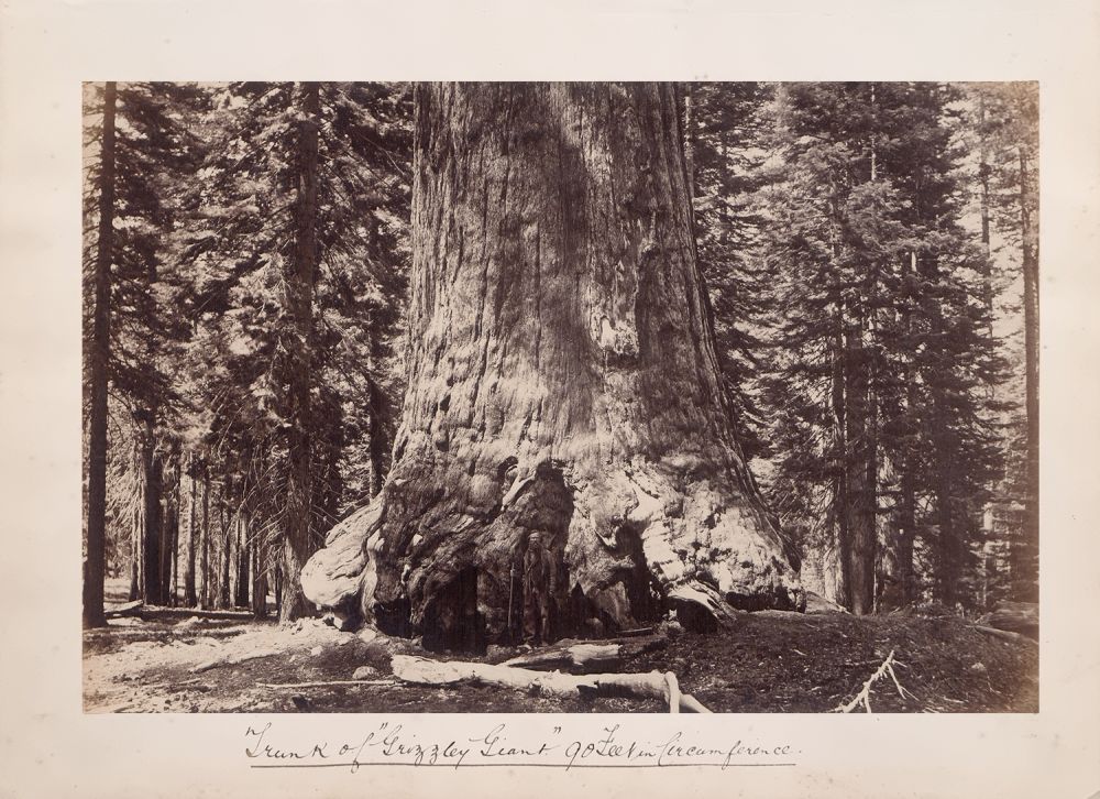 S-2605, "Trunk of the 'Grizzley Giant' 90 Feet in Circumference"