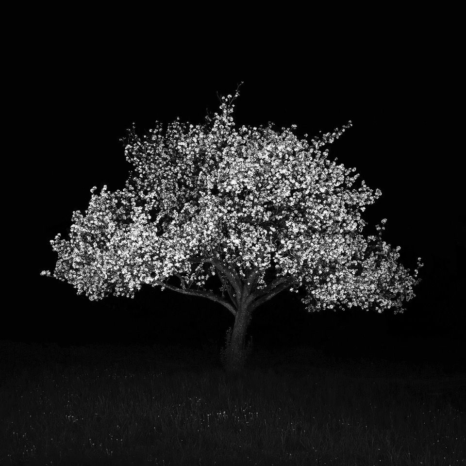 S-2750, Dirk Obracay, "Apfelbaum I, Austria", 2018