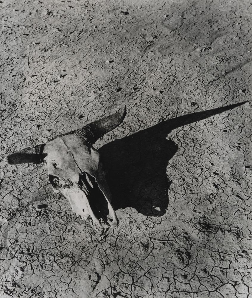 S-2945, "Skull, Badlands, South Dakota"
